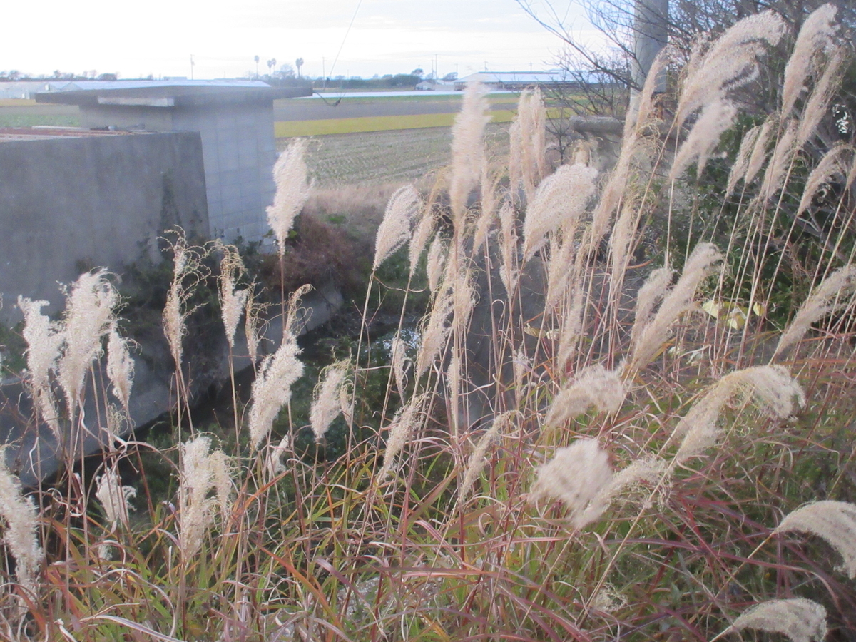 f:id:gashuu:20211213220908j:plain