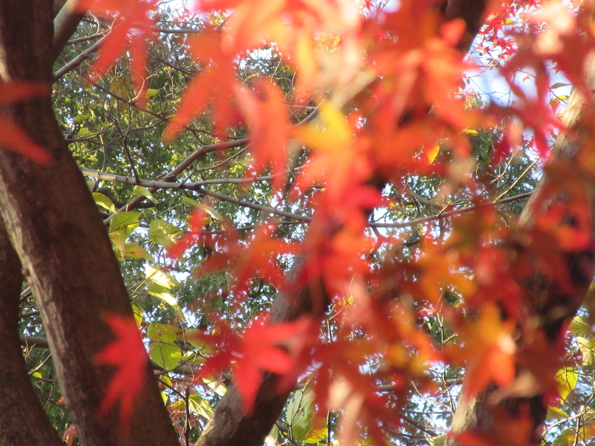 f:id:gashuu:20211214204233j:plain