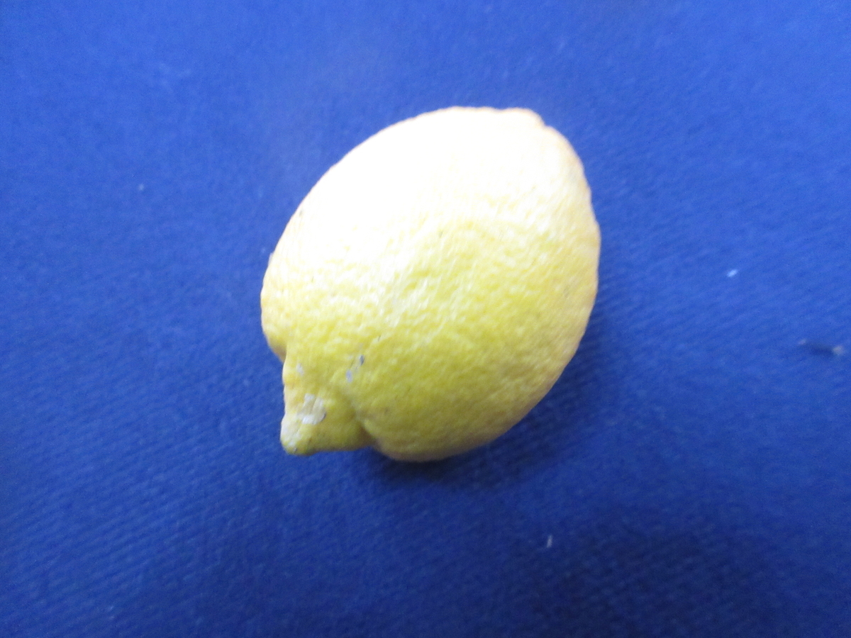 f:id:gashuu:20211219155218j:plain