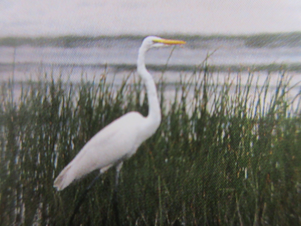 f:id:gashuu:20220116075855j:plain