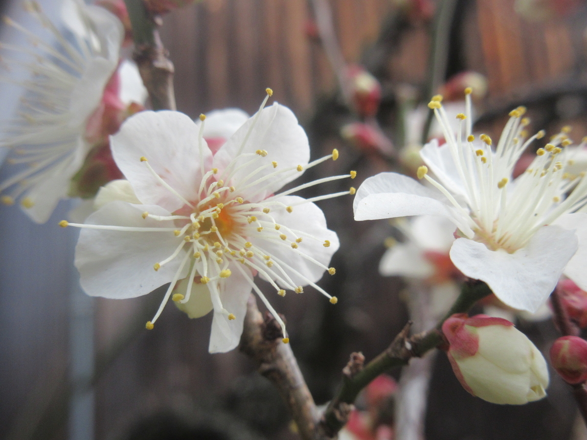 f:id:gashuu:20220118123758j:plain