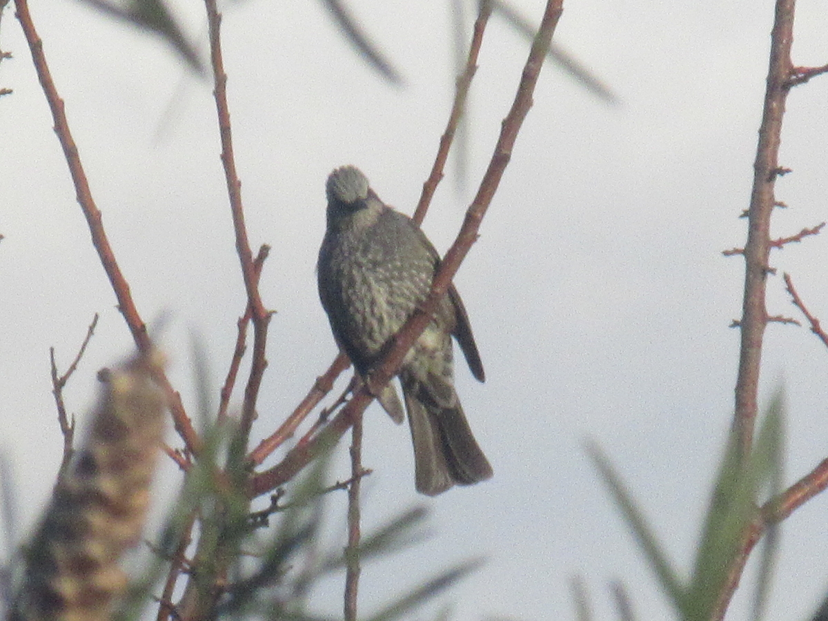 f:id:gashuu:20220120172233j:plain