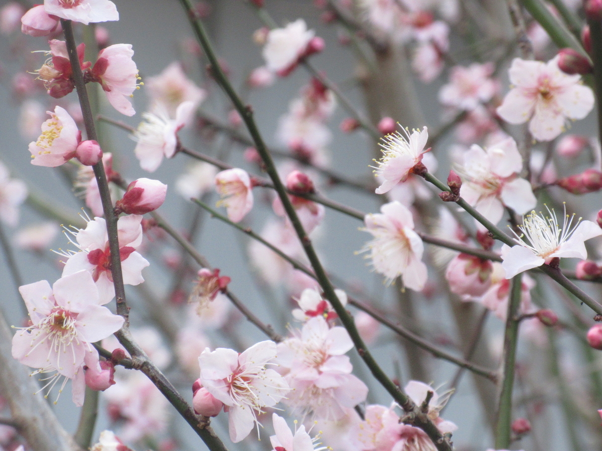 f:id:gashuu:20220120172345j:plain