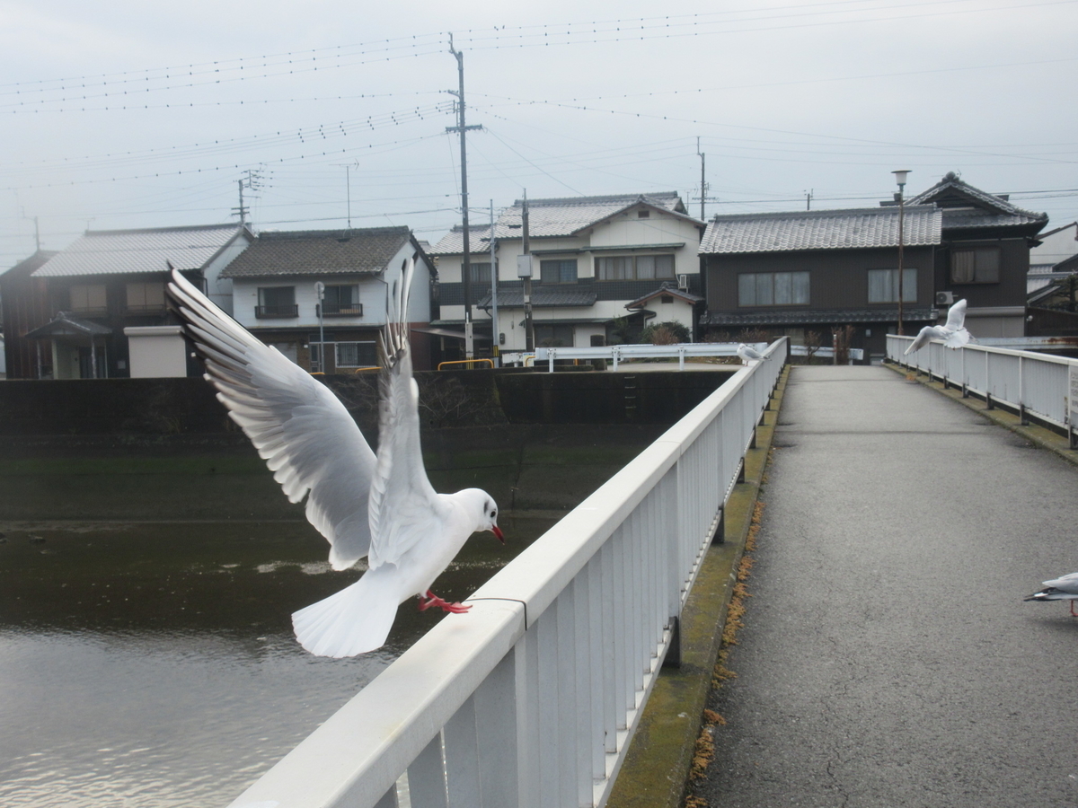 f:id:gashuu:20220124112616j:plain
