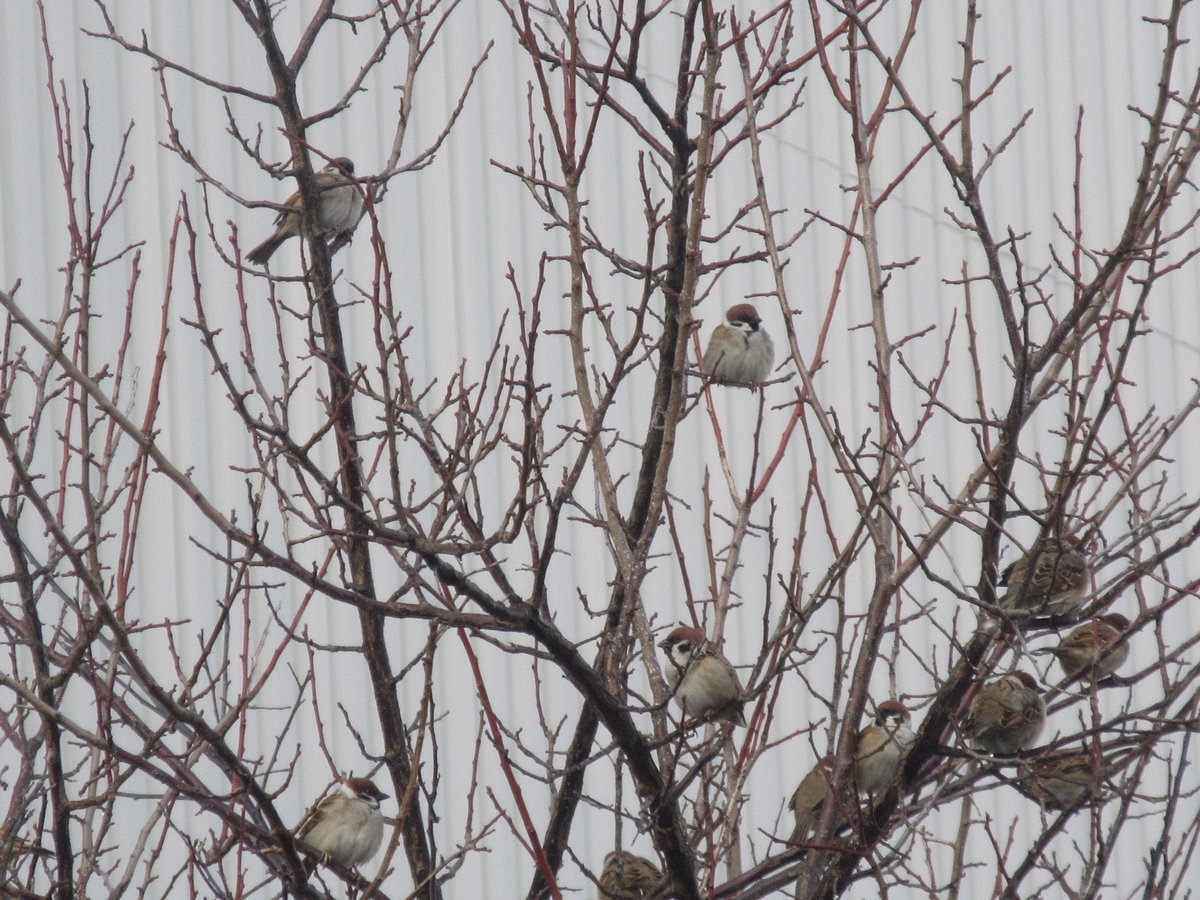 f:id:gashuu:20220126155732j:plain