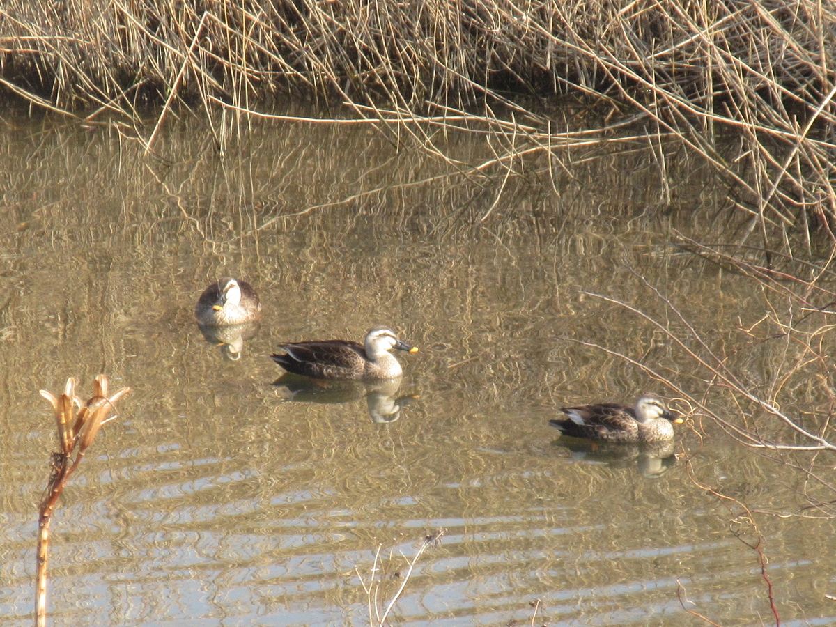 f:id:gashuu:20220128121331j:plain