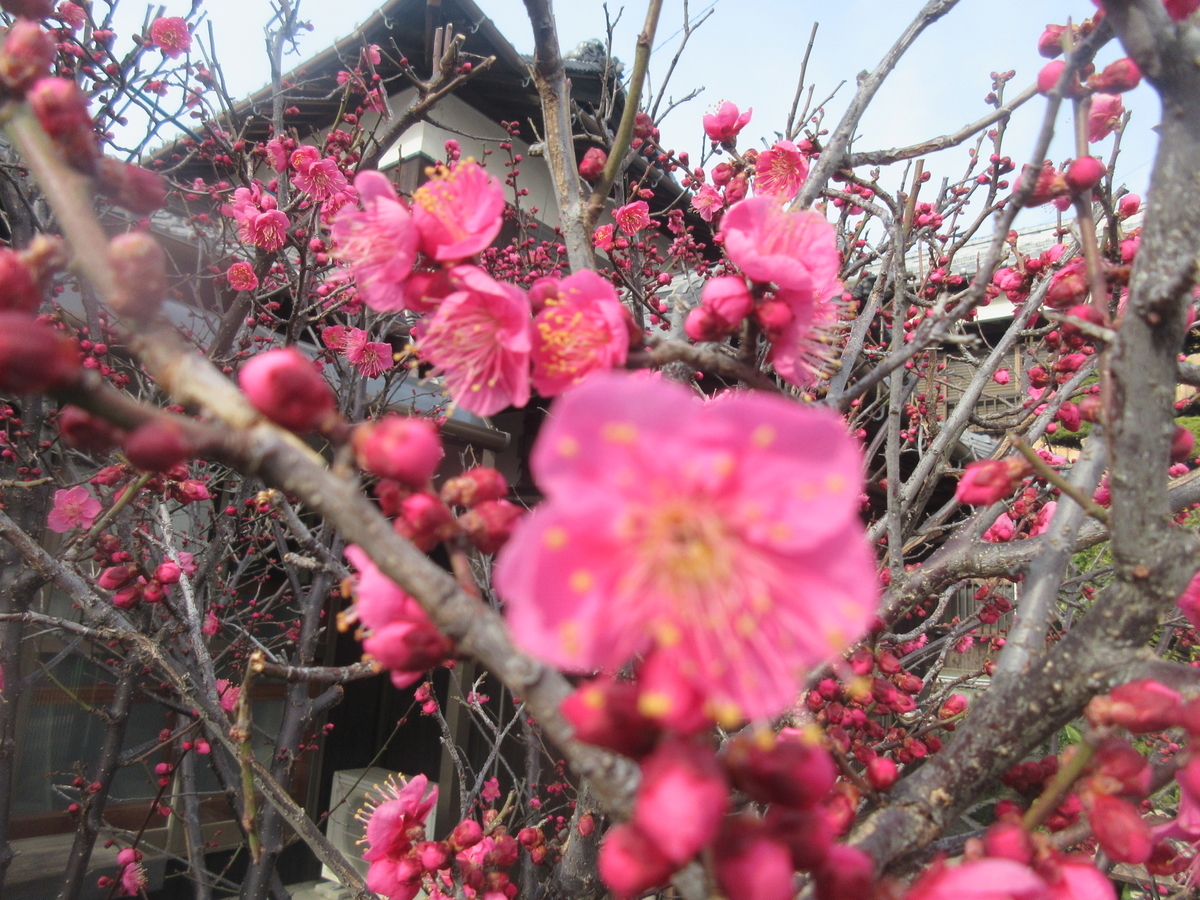 f:id:gashuu:20220130172442j:plain