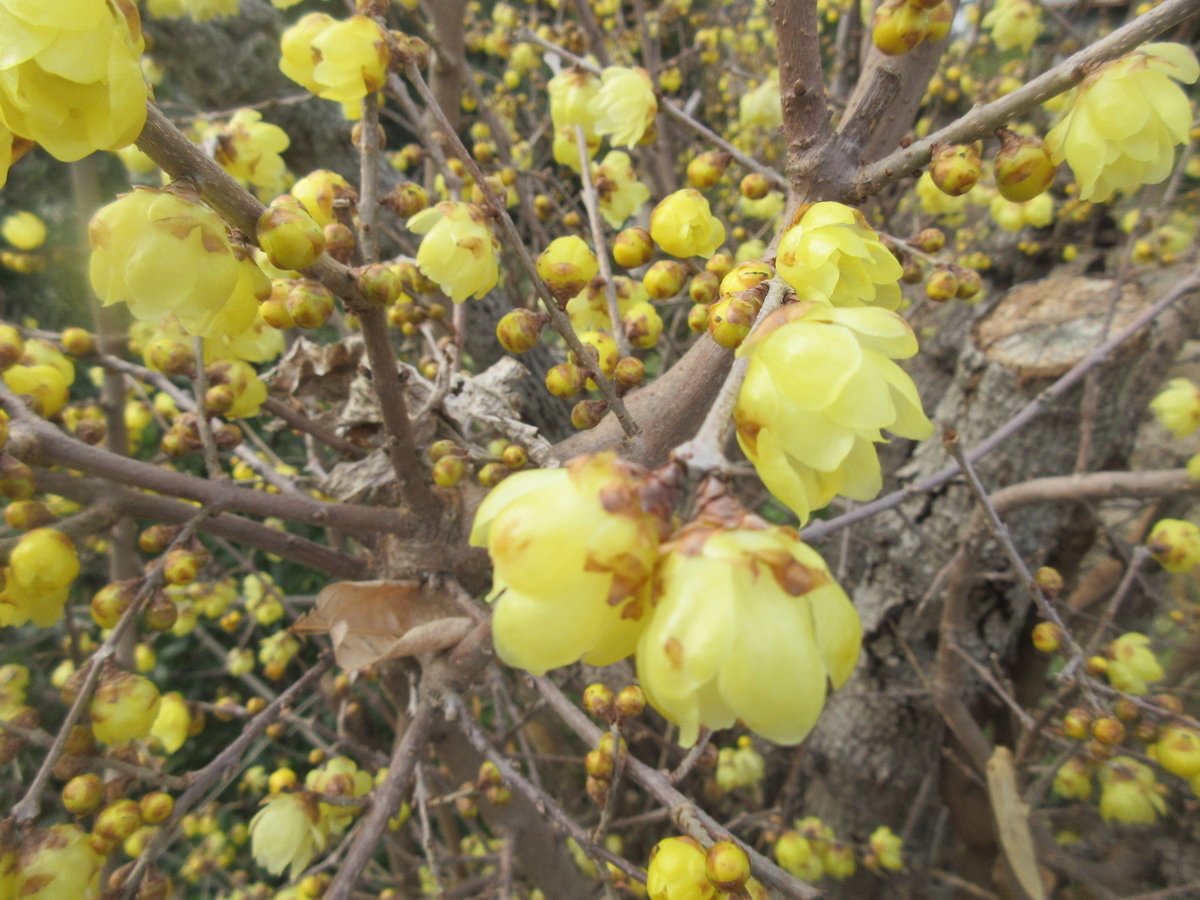 f:id:gashuu:20220130172529j:plain