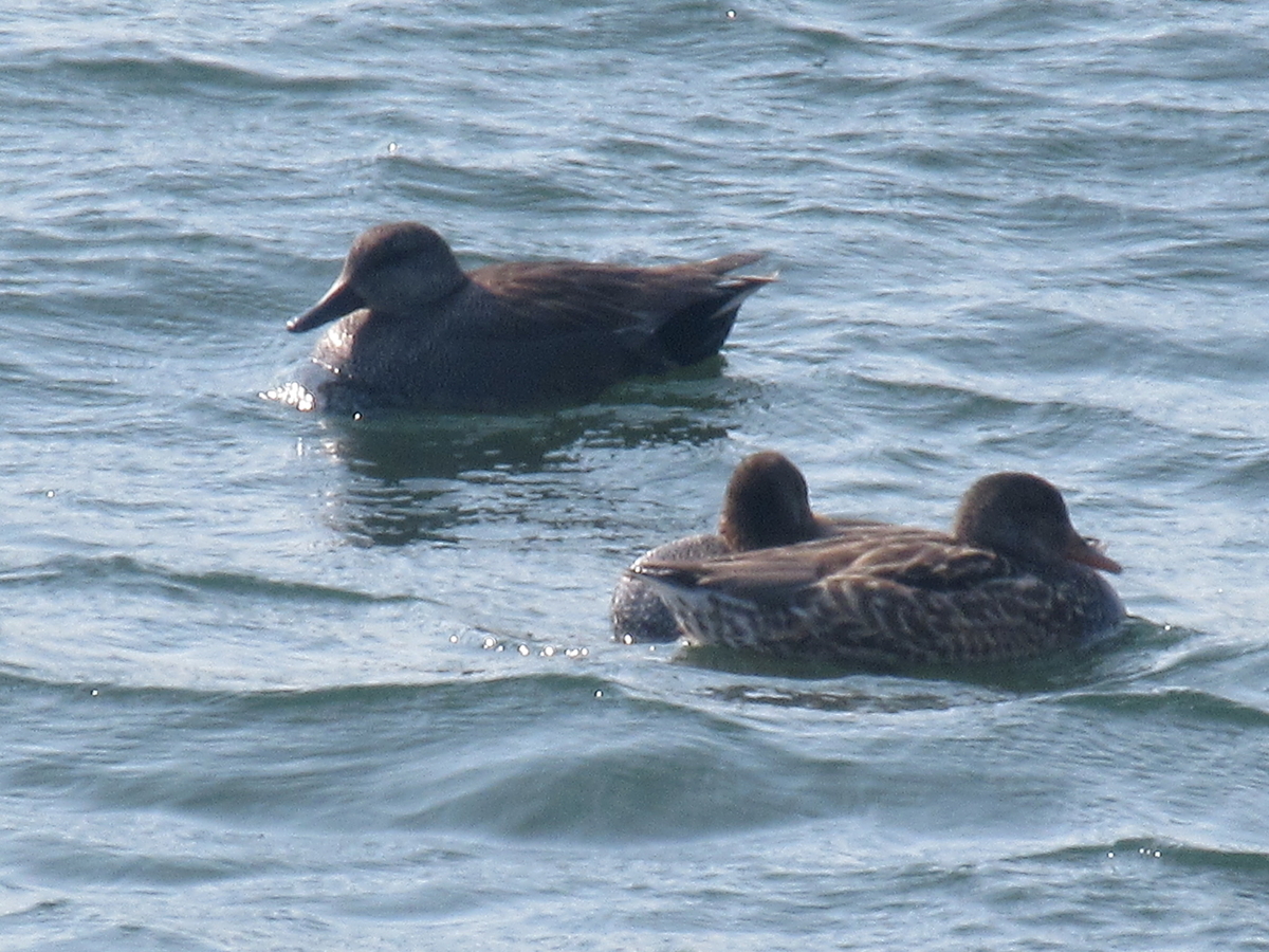 f:id:gashuu:20220201124659j:plain