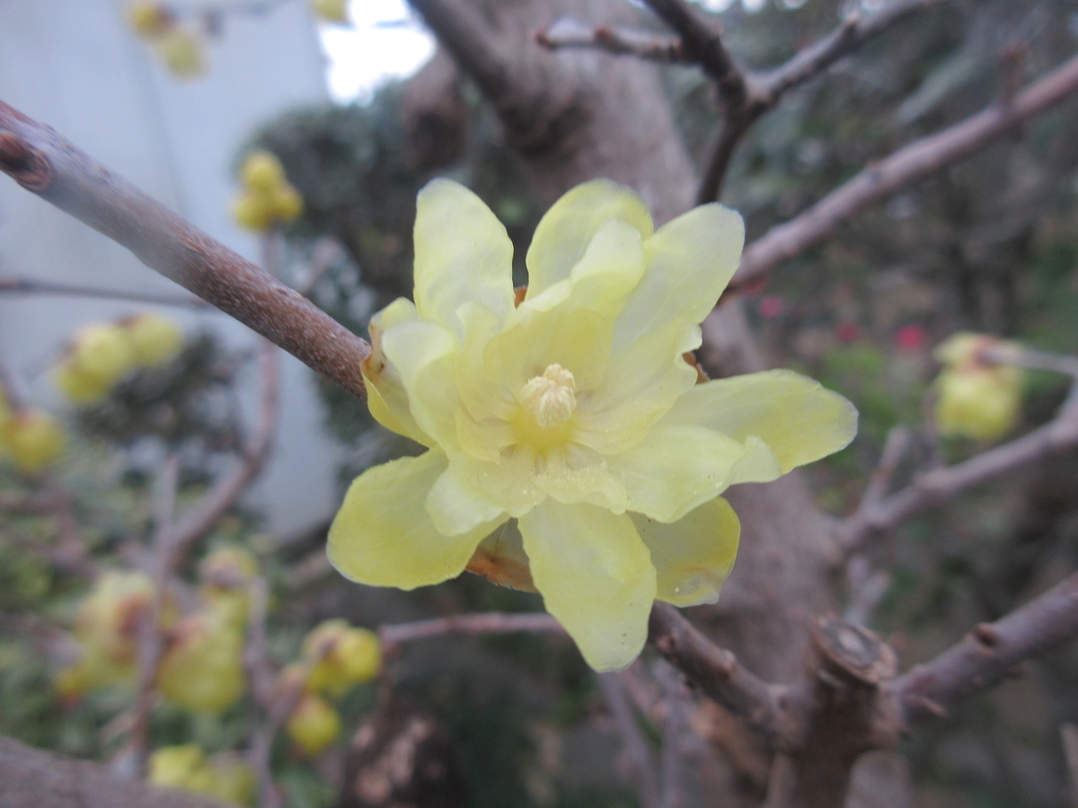 f:id:gashuu:20220204213656j:plain