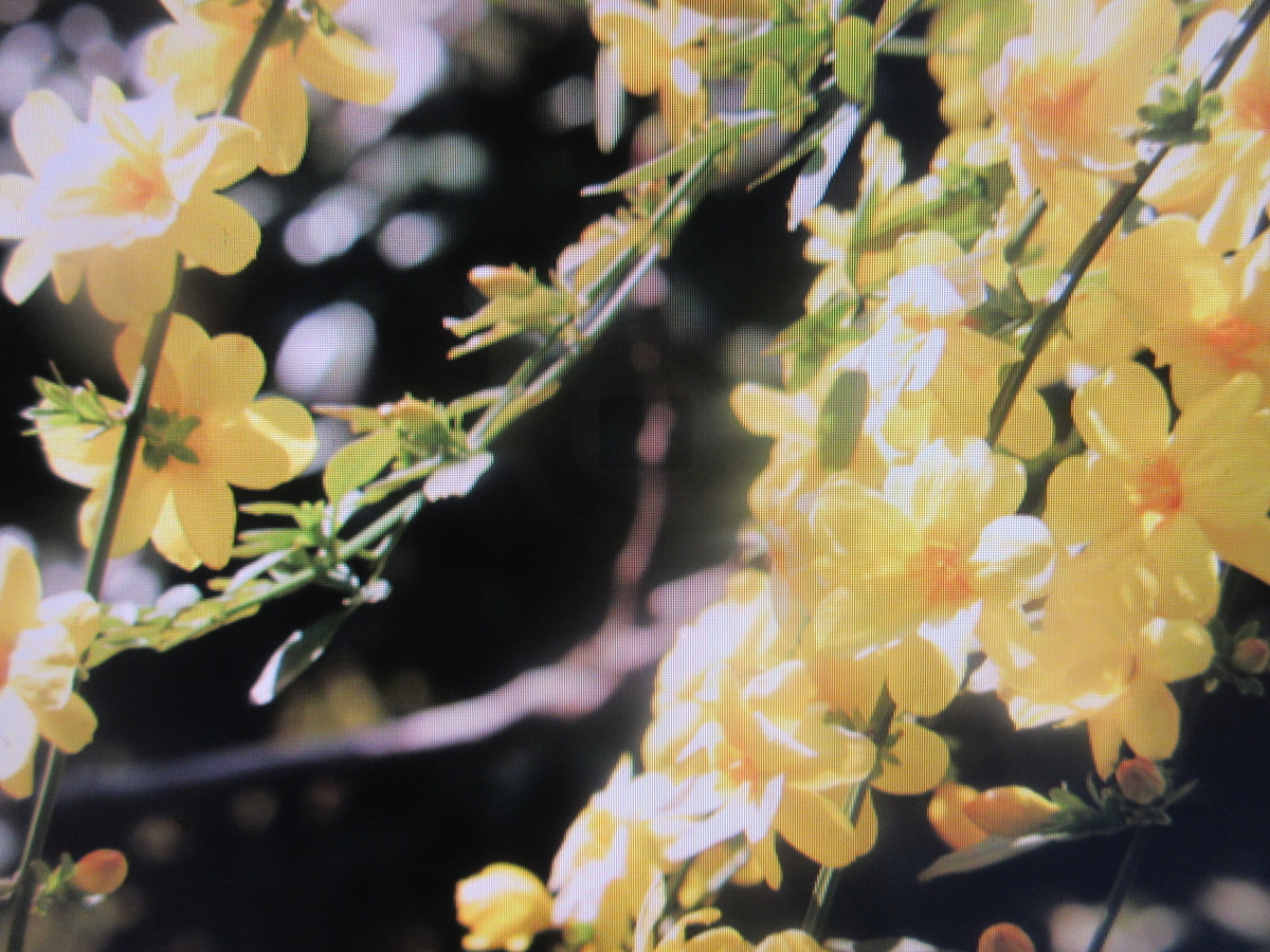 f:id:gashuu:20220212220041j:plain