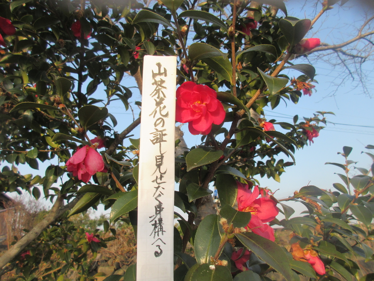f:id:gashuu:20220310182059j:plain