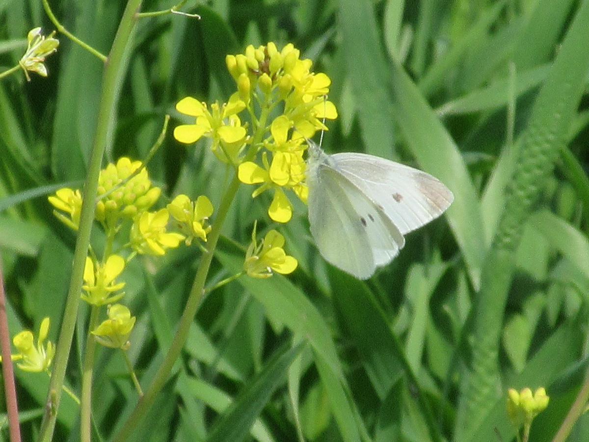 f:id:gashuu:20220321124644j:plain