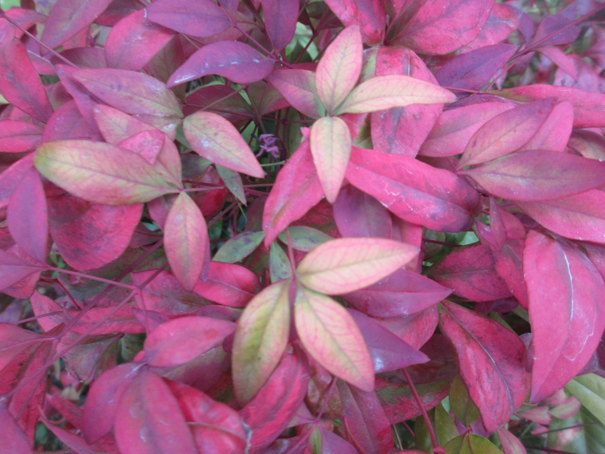 f:id:gashuu:20220401184541j:plain