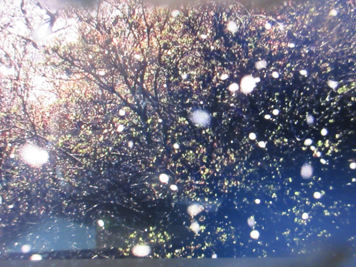f:id:gashuu:20220402191013j:plain
