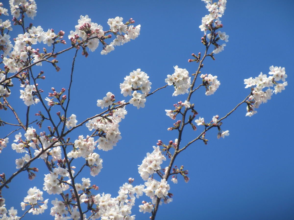 f:id:gashuu:20220403182616j:plain