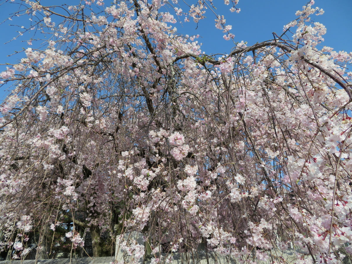 f:id:gashuu:20220410095846j:plain