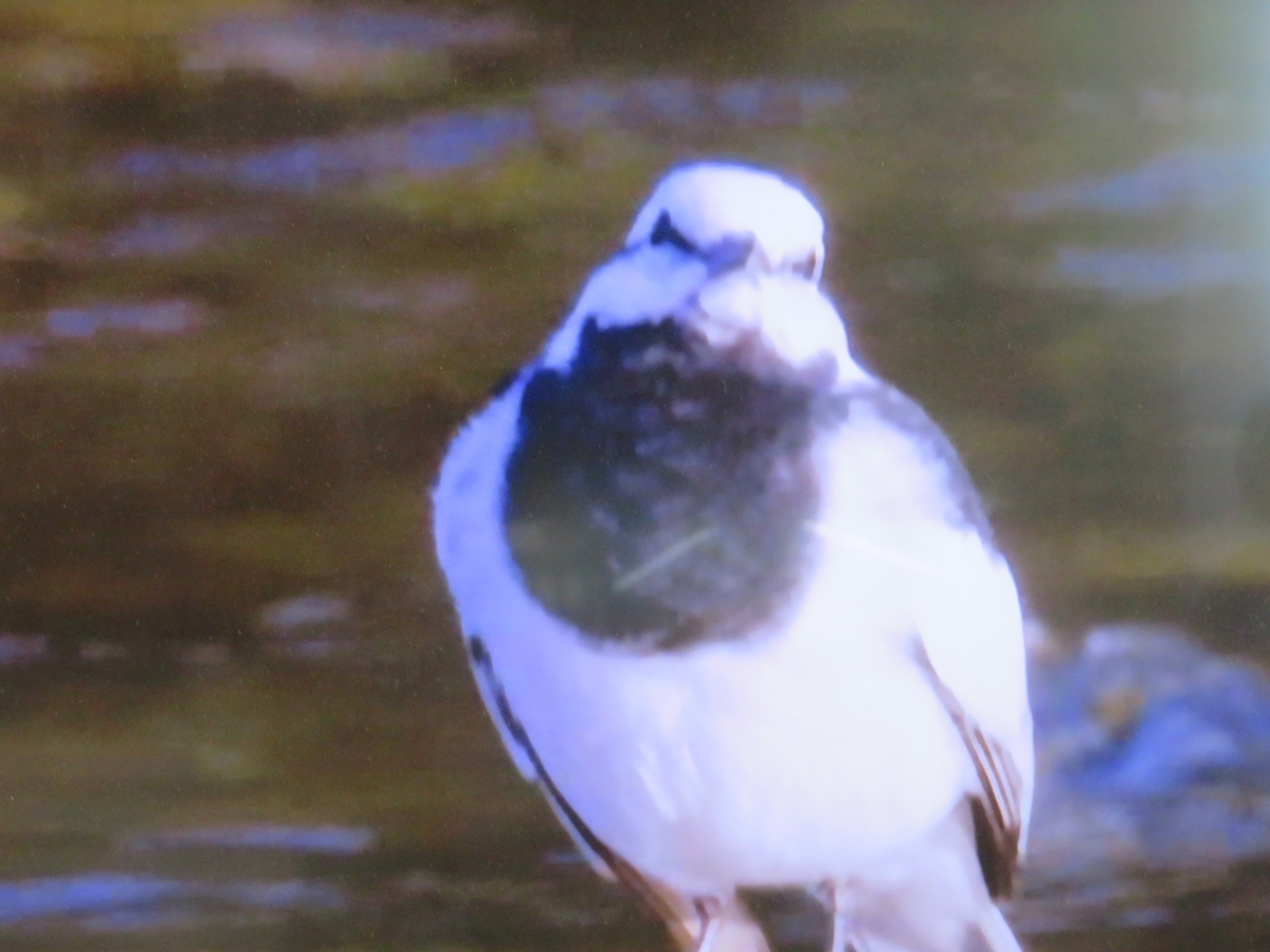 f:id:gashuu:20220417080756j:plain