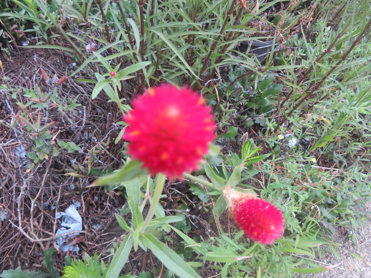 8月日誕生日の花と花言葉歌句 剣持雅舟のブログ