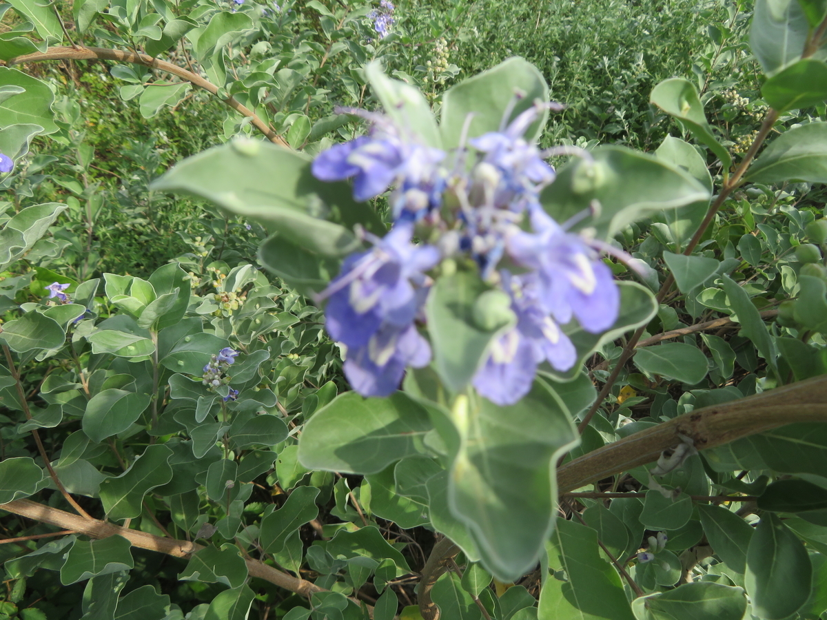 ハマゴウの花に親しむ 剣持雅舟のブログ