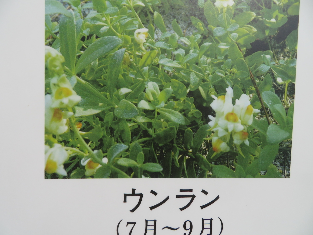 ハマゴウの花に親しむ 剣持雅舟のブログ