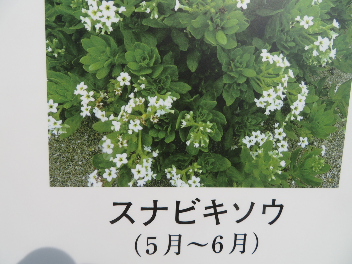 ハマゴウの花に親しむ 剣持雅舟のブログ