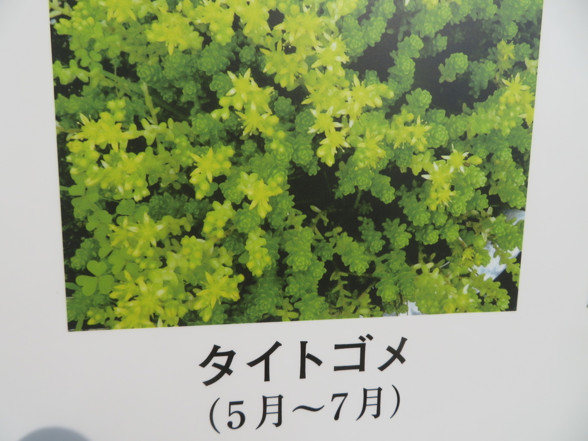 ハマゴウの花に親しむ 剣持雅舟のブログ