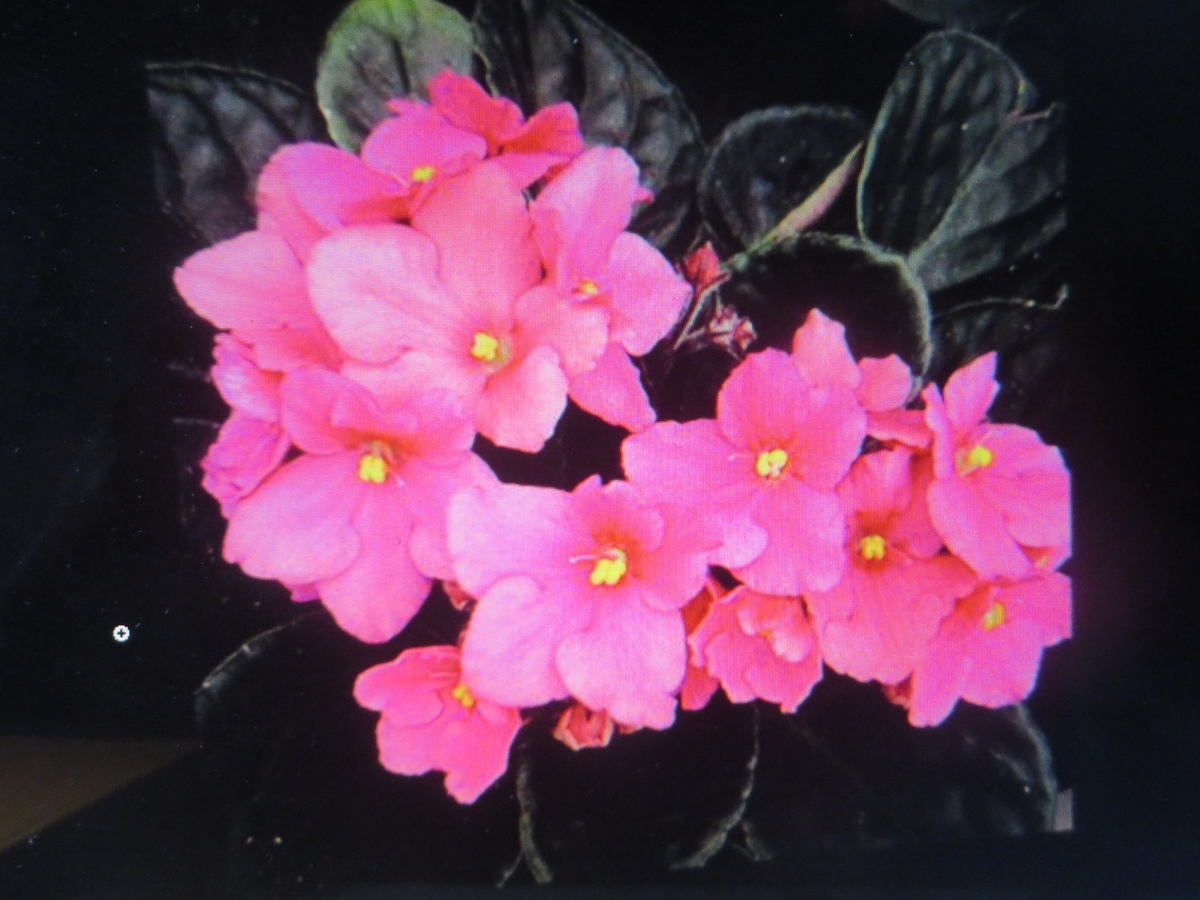 12月7日誕生日の花と花言葉歌句 剣持雅舟のブログ