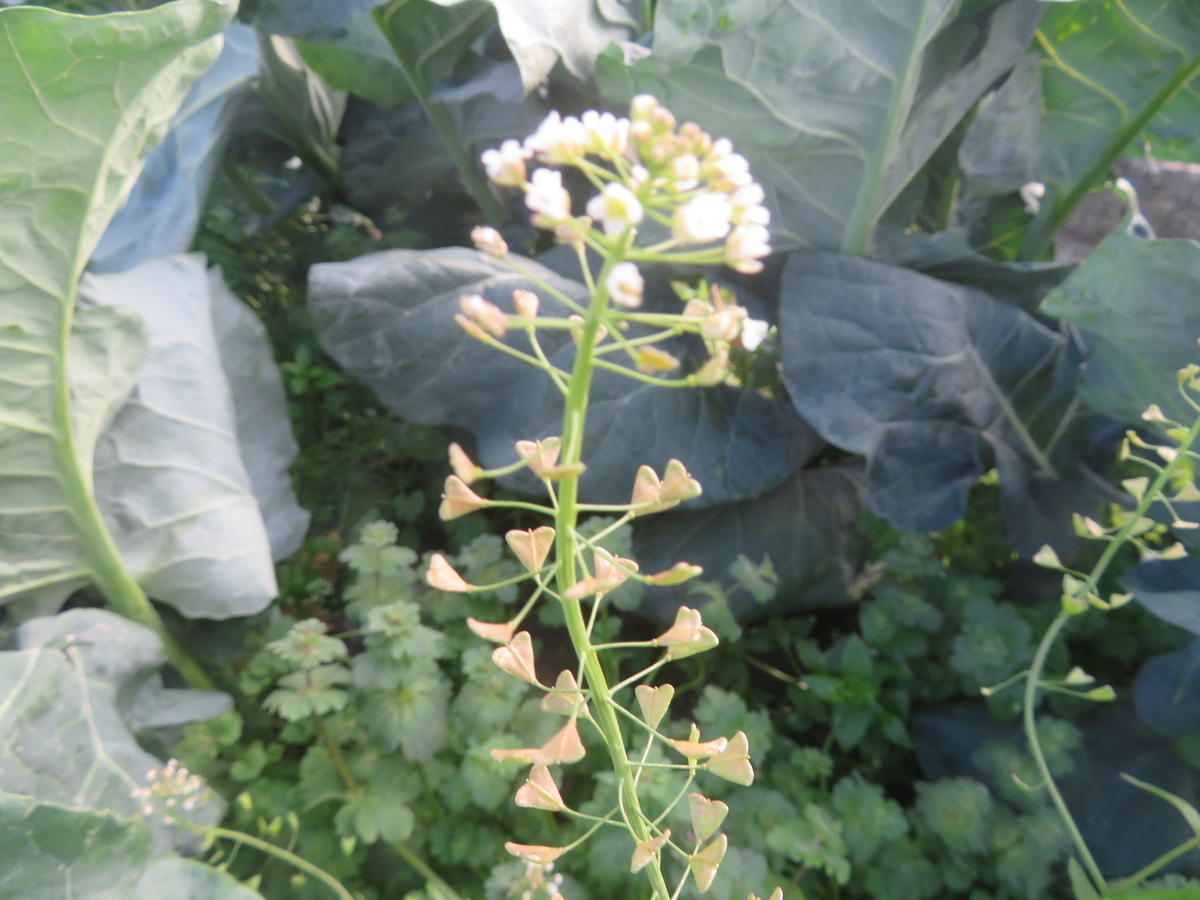 芭蕉の句にも「ぺんぺん草」 - 剣持雅舟のブログ