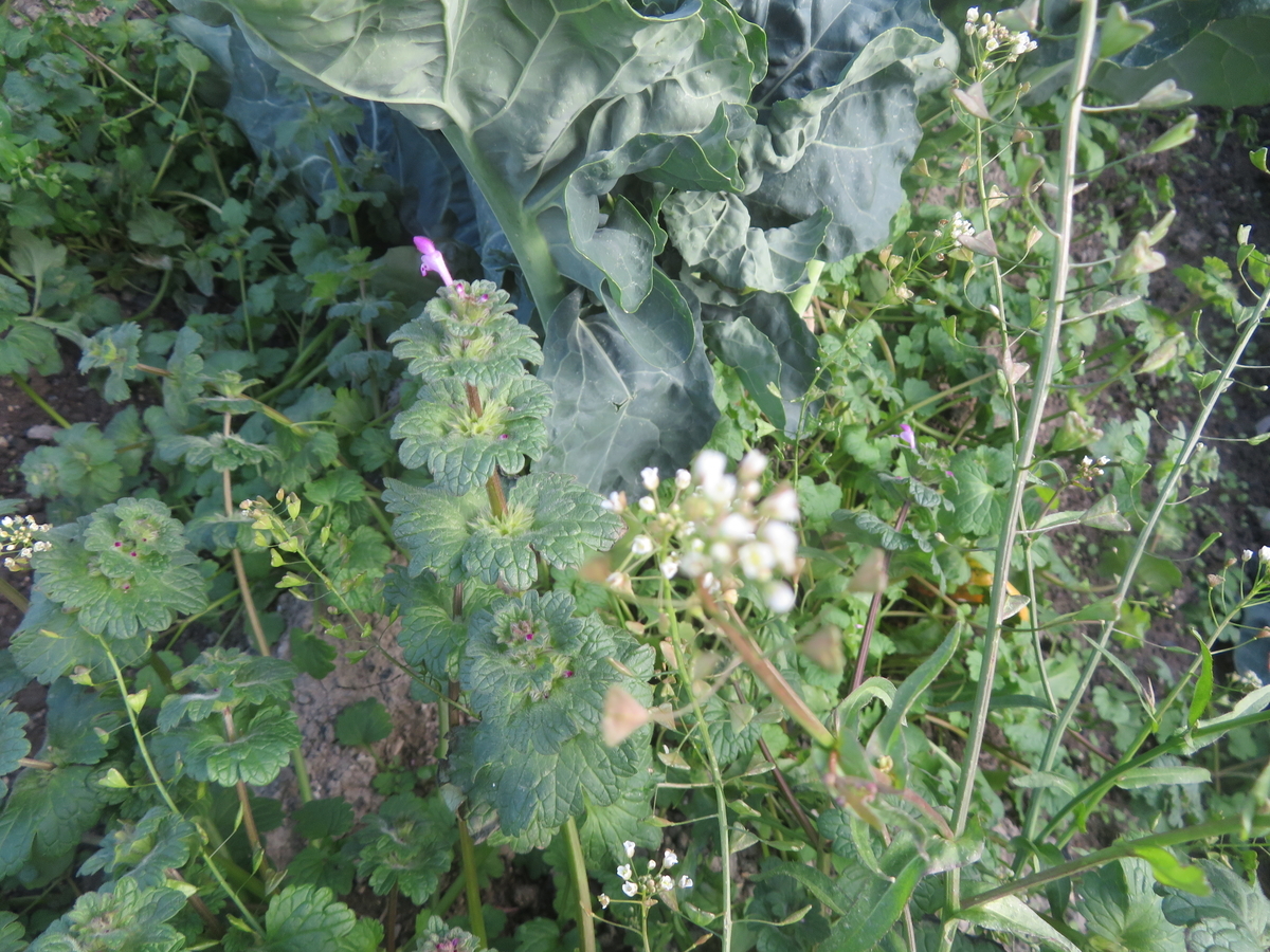 芭蕉の句にも「ぺんぺん草」 - 剣持雅舟のブログ