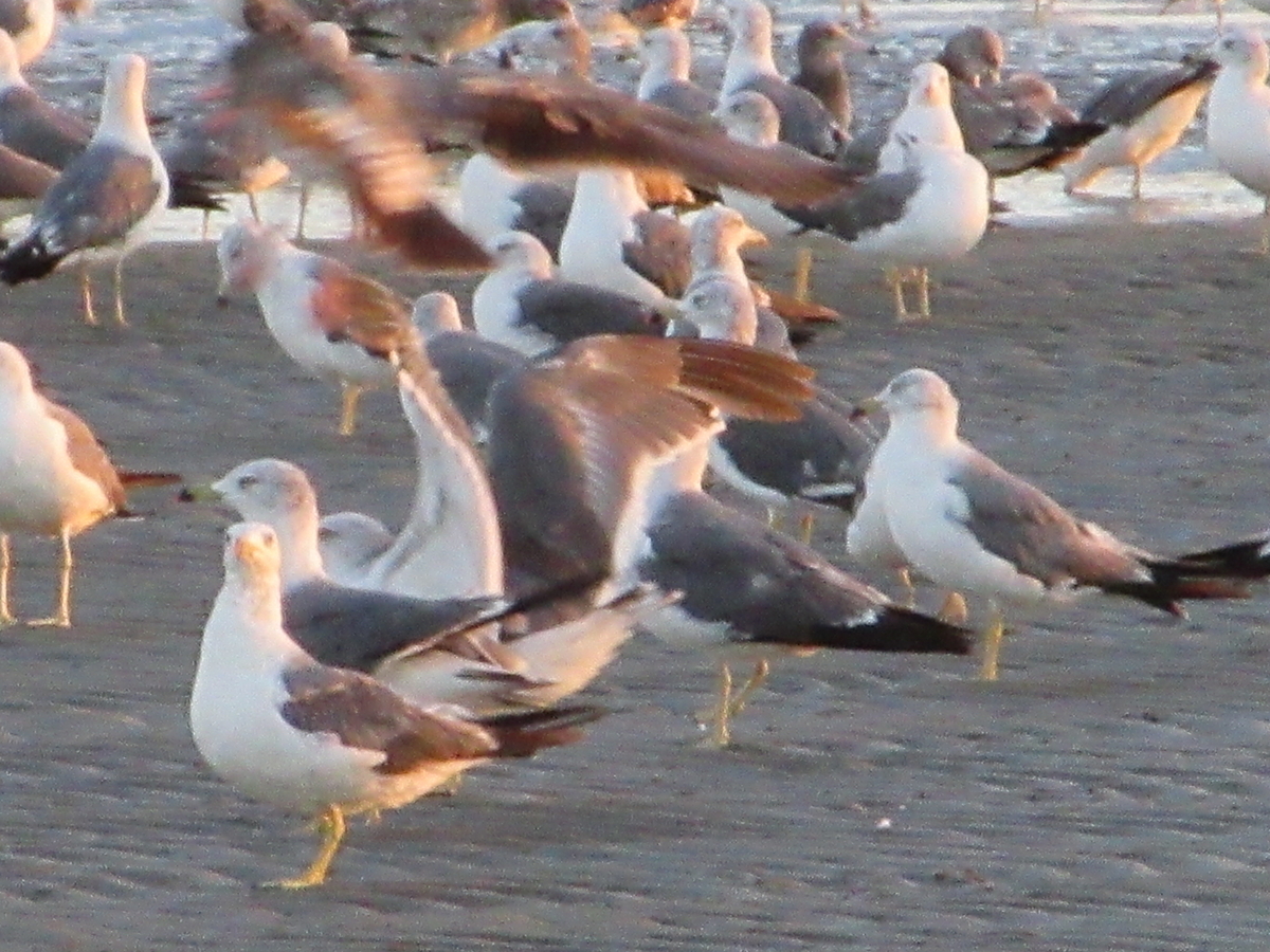 留鳥海猫の群れ - 剣持雅舟のブログ