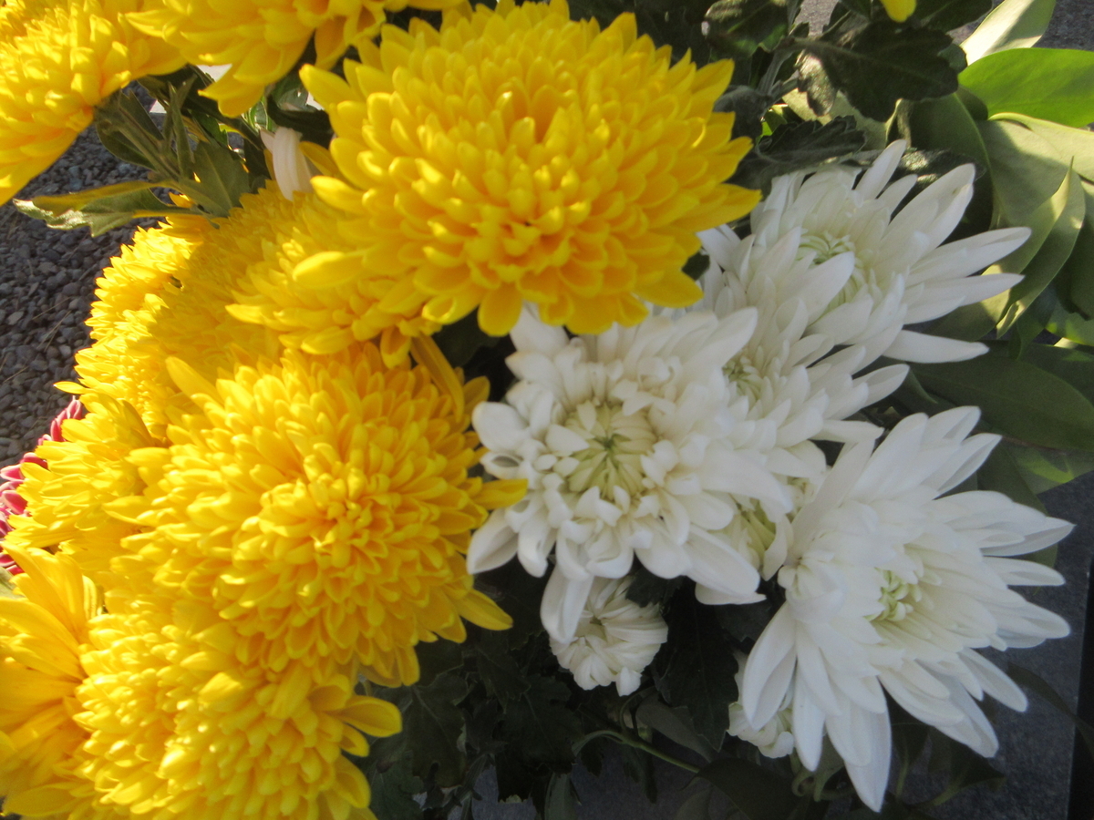 【未開封】白菊と黄菊ですが、それが何か imgrc0107828868.jpg