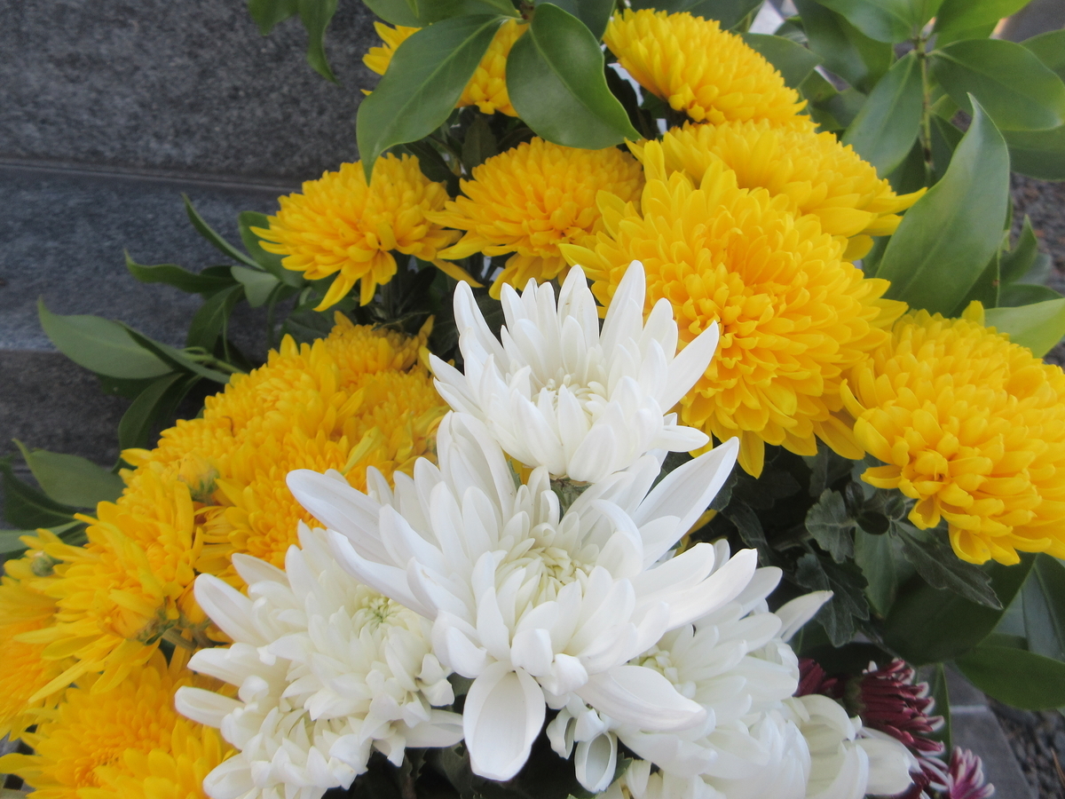 黄菊白菊其外の名はなくも哉(がな) - 剣持雅舟のブログ