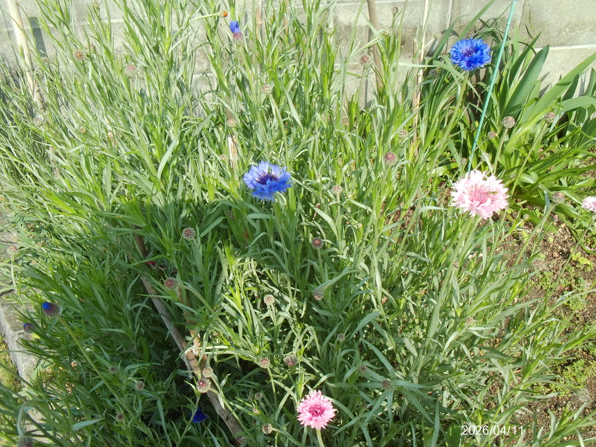 矢車の花 - 剣持雅舟のブログ