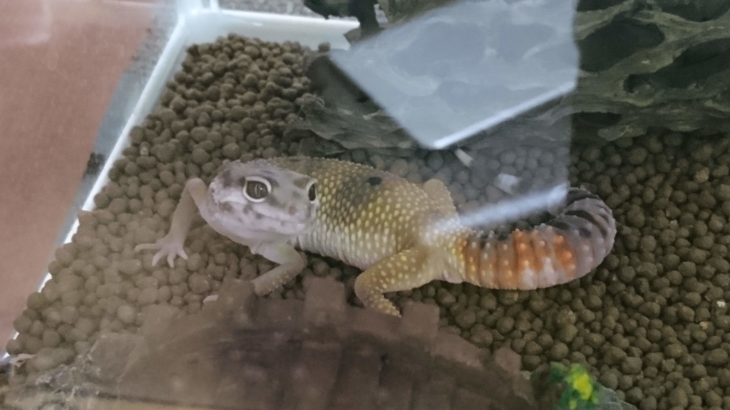 f:id:gaspo-blog:20190215001827j:plain f:id:gaspo-blog:20190215001827j:plain