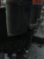 20081115161707