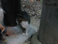 20081115161746