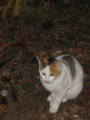 20081115162558