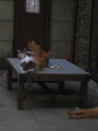 20081115162652