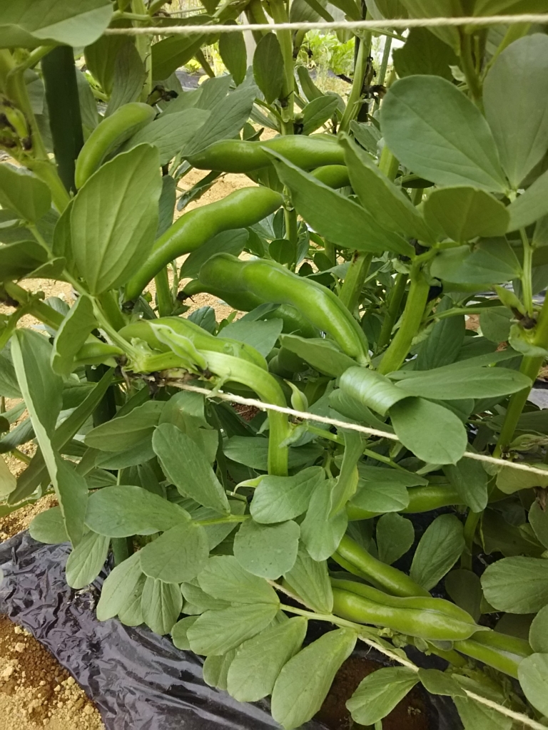 f:id:gasu931:20170507232615j:plain