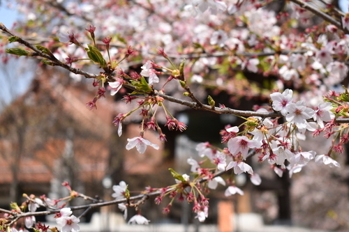 f:id:gasyodo:20200417004553j:plain