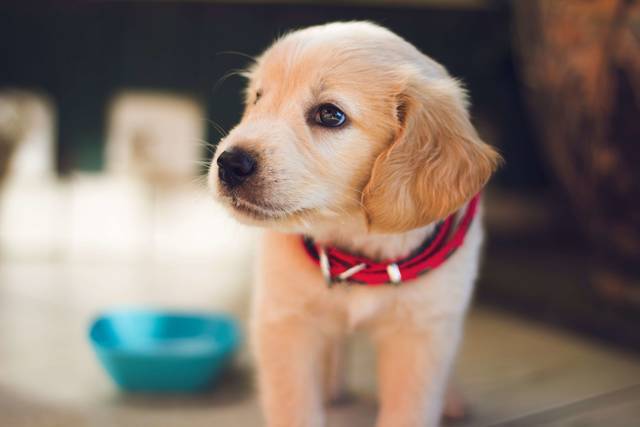 犬はドックフードに飽きることはあるの 食べなくなった時の対処法 いもこぞうの部屋