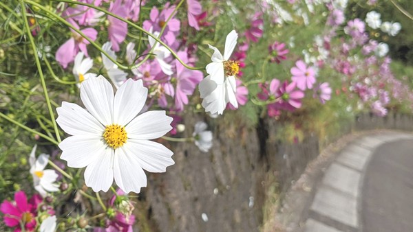 f:id:gatito-gato:20201006005457j:plain