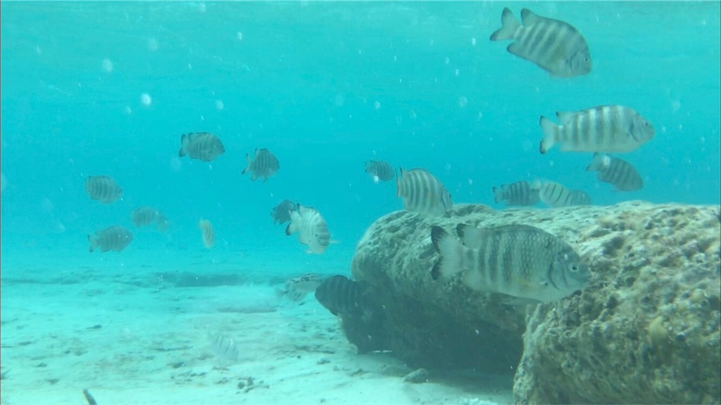 グアムのタモンビーチで魚に足を噛まれたこと ガトモシのブログ
