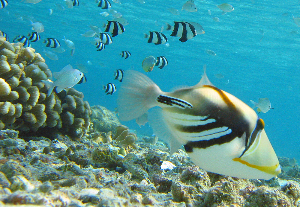 グアムのタモンビーチで魚に足を噛まれたこと ガトモシのブログ