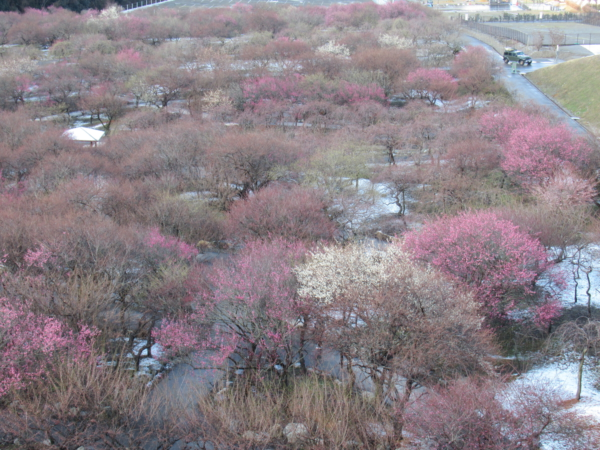 f:id:gatthi:20220327101203j:plain