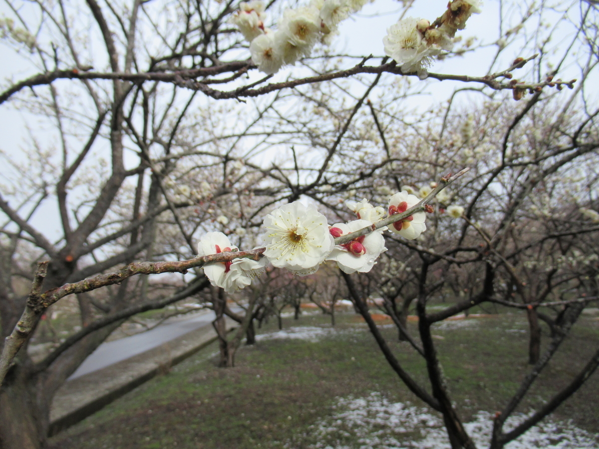 f:id:gatthi:20220327184316j:plain