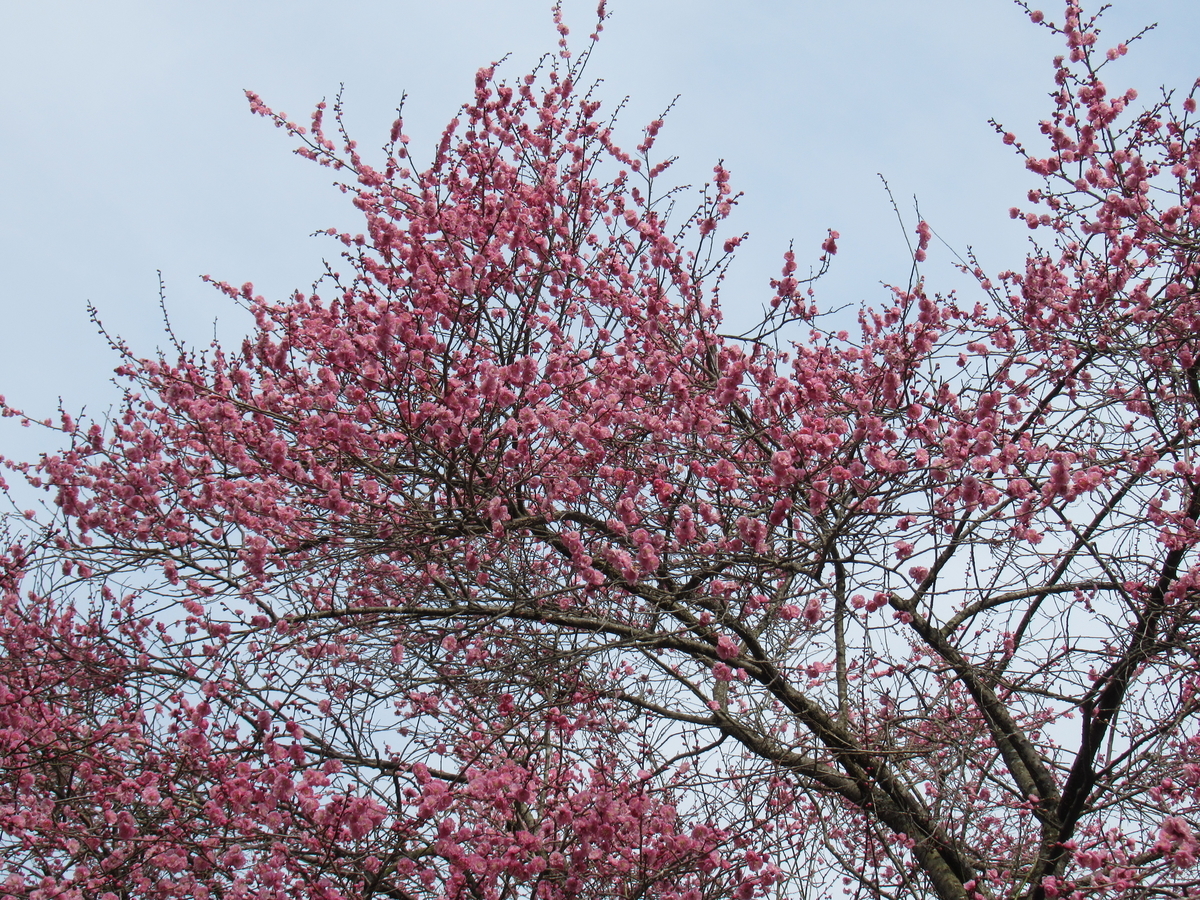 f:id:gatthi:20220327184603j:plain