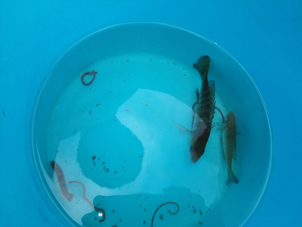 子供たちと初めての釣り 河口湖へ 馬は走り 花は咲き 人は書く 子供たちと初めての釣り 河口湖へ 馬は走り 花は咲き 人は書く