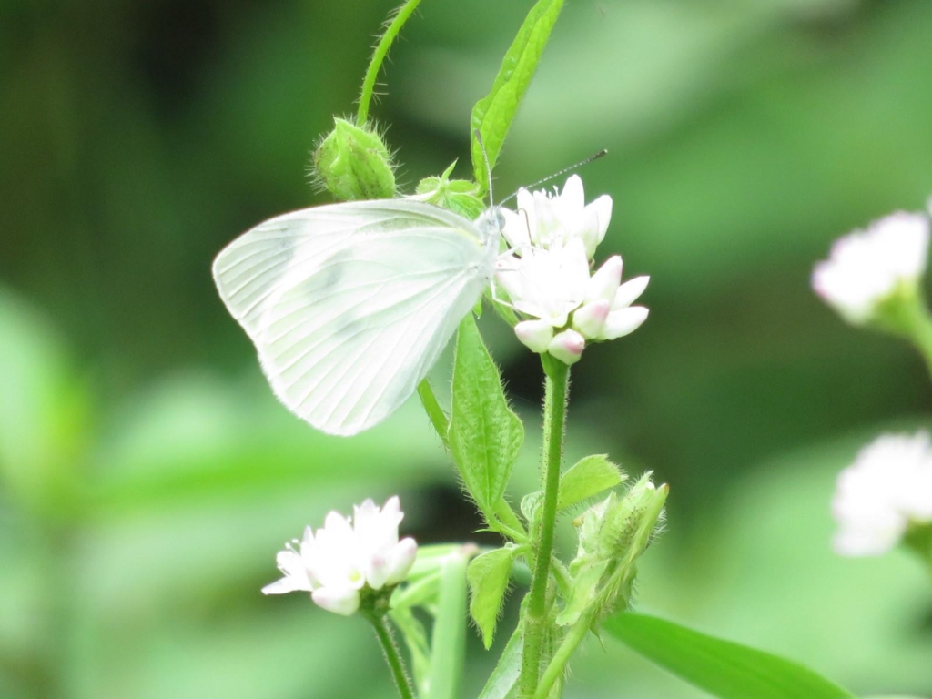 f:id:gauchere:20160926105736j:plain f:id:gauchere:20160926105736j:plain